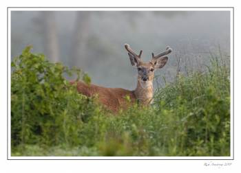 6 pt buck 1.jpg